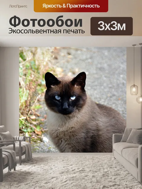 Фотообои Голубые глаза кошки