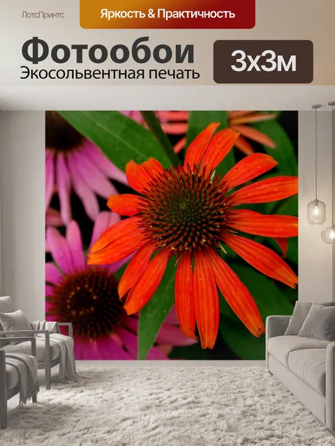 Фотообои Красная шляпа солнца