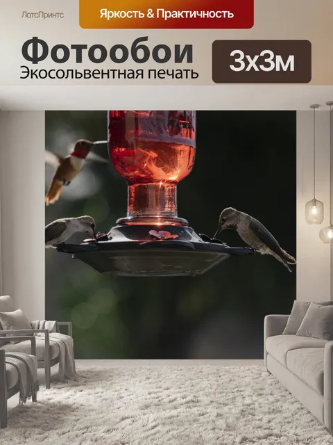 Фотообои Колибри Вокруг кормушки