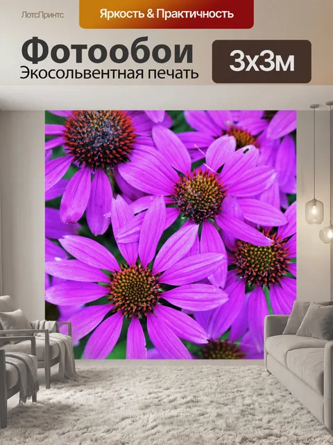 Фотообои Фиолетовый фон Coneflowers