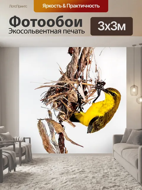 Фотообои Птица