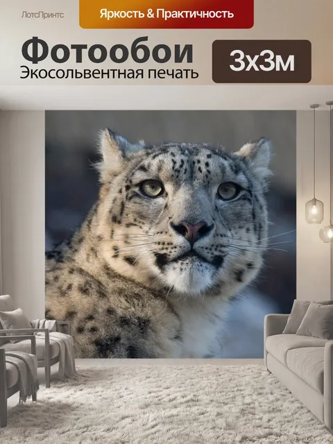 Фотообои Снежный барс