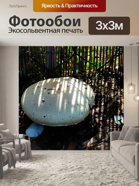 Фотообои Гриб
