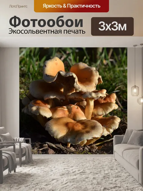 Фотообои Грибы