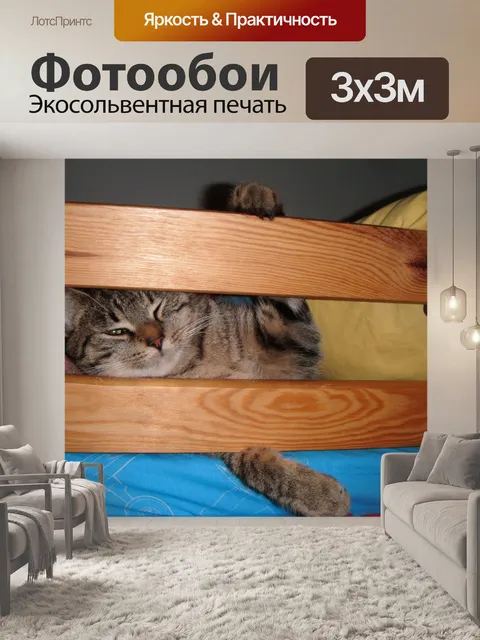 Фотообои Проснувшись котенка