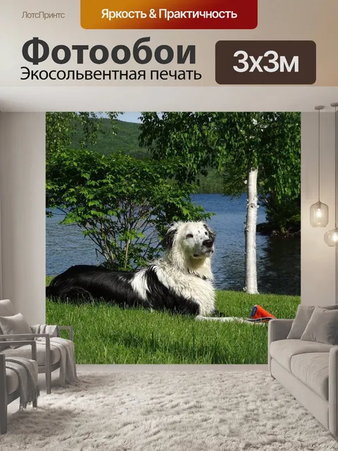 Фотообои Собака