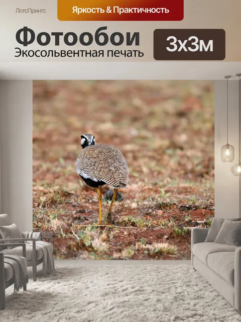 Фотообои за черного korhaan