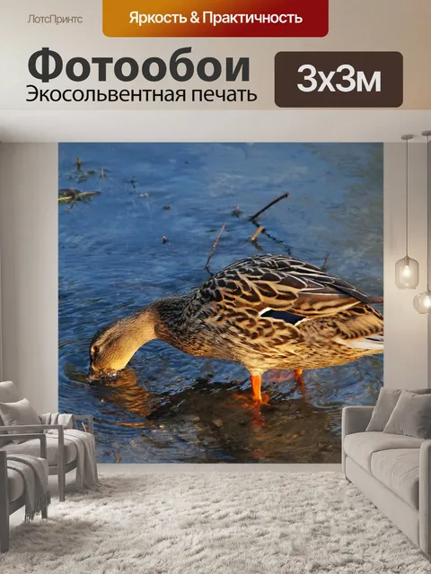 Фотообои Озеро селезня кряквы