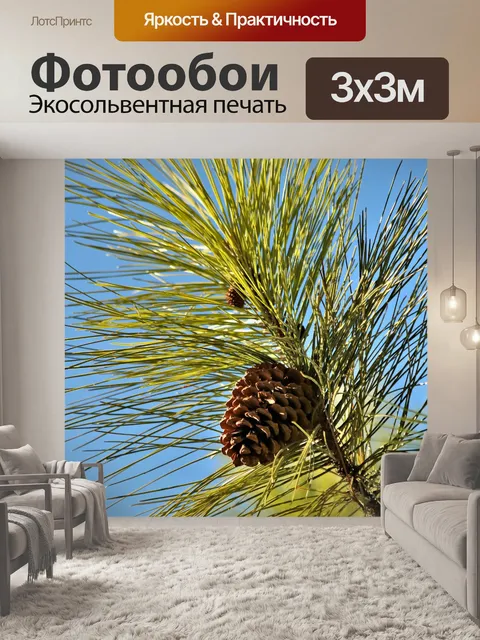 Фотообои Сосновый конус против голубого неба