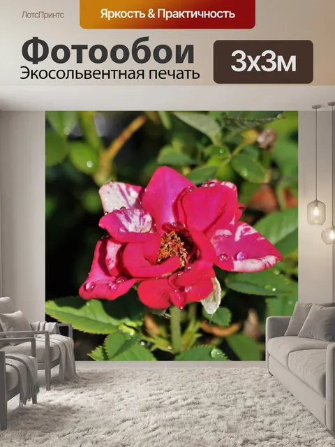 Фотообои Красно-белая миниатюрная роза