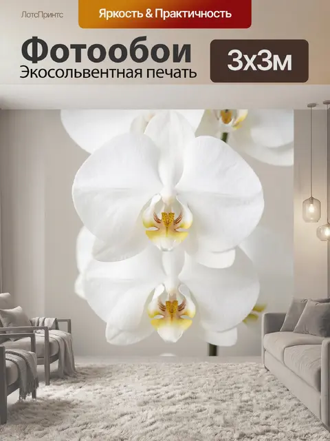 Фотообои Белые орхидеи крупным планом