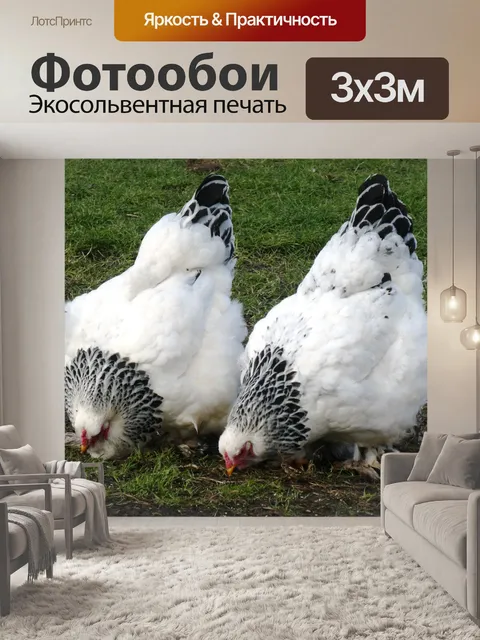 Фотообои Куры