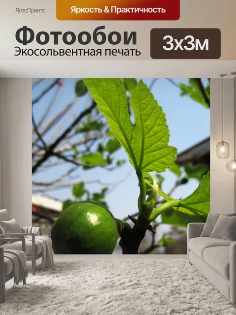 Фотообои молодых листьев инжира и
