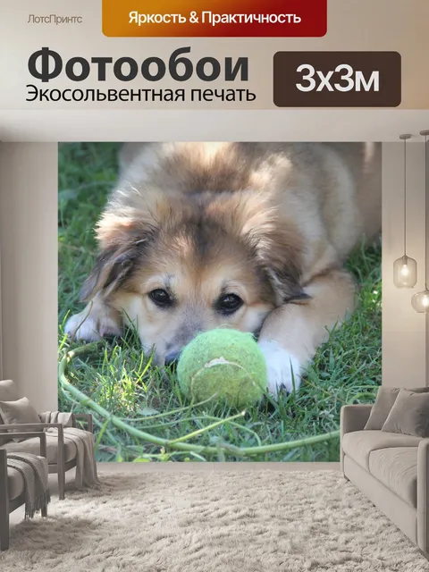 Фотообои Собака