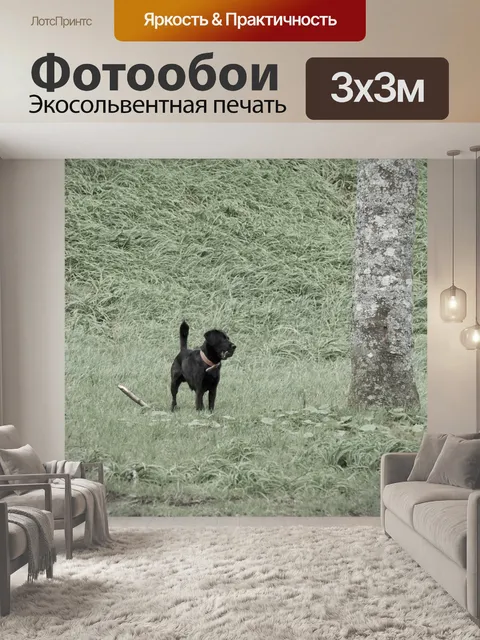 Фотообои Лабрадор ретривер