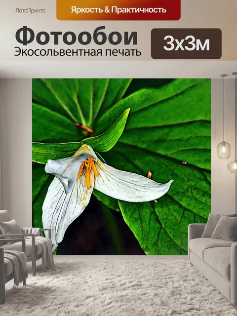 Фотообои Белый Триллиум цветок