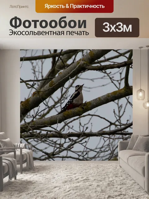 Фотообои Большой пятнистый дятел
