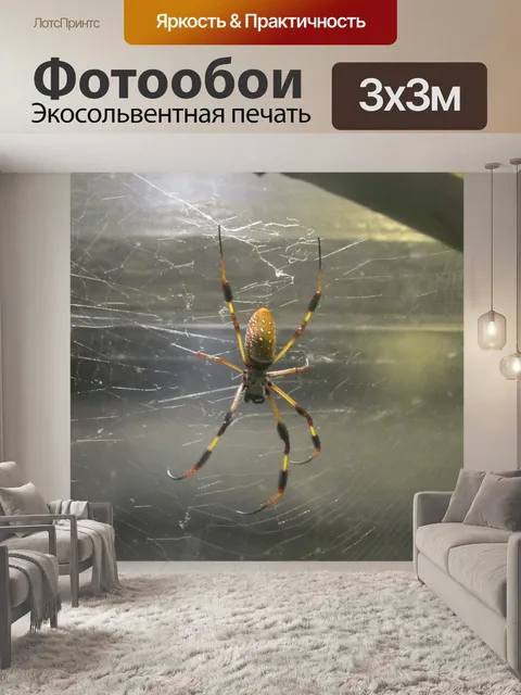 Фотообои Золотой шелковый паук