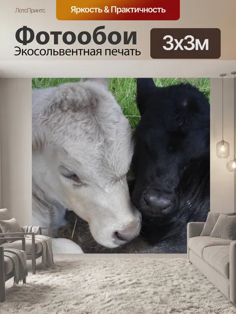 Фотообои Calves