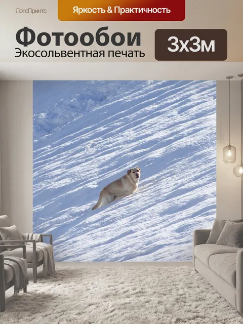 Фотообои Лабрадор