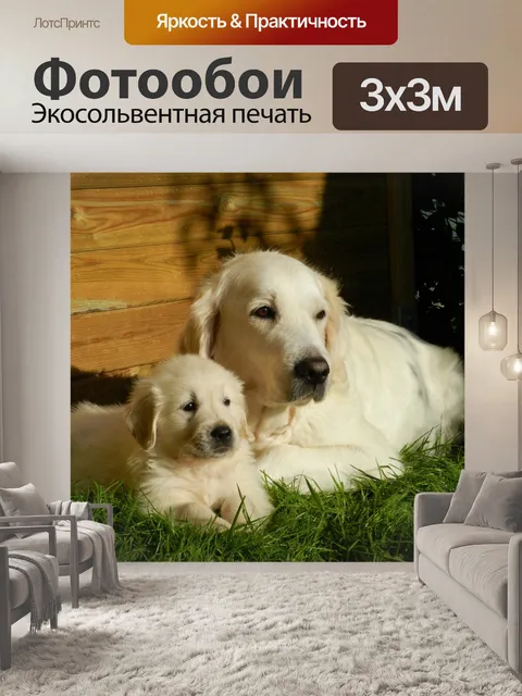 Фотообои Собака щенок золотистый ретривер