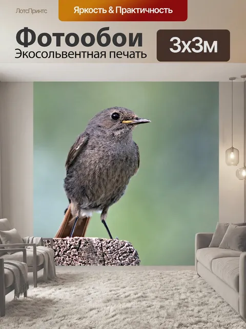 Фотообои Золушка