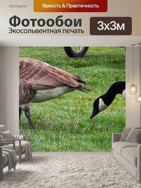 Фотообои Гуси eating
