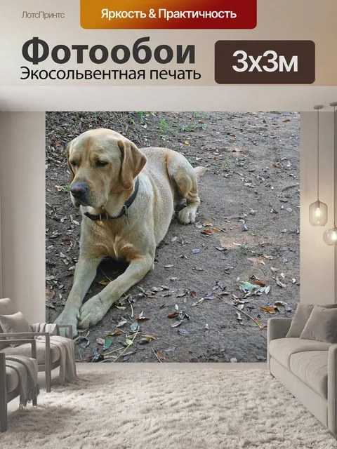 Фотообои золотой лабрадор, лежащий