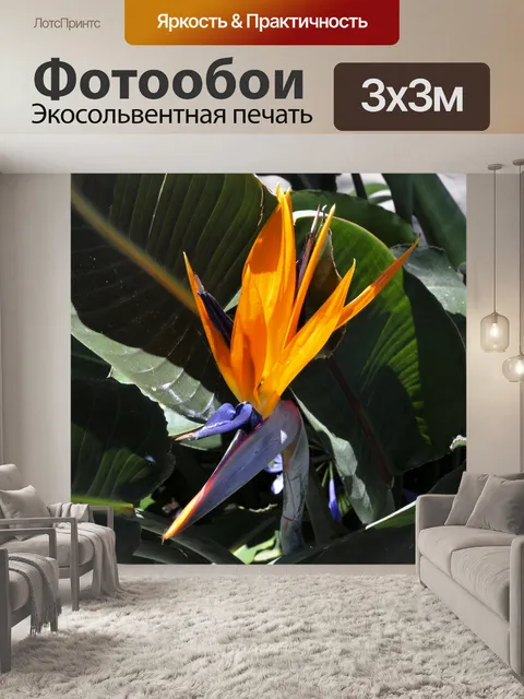 Фотообои Райская птица