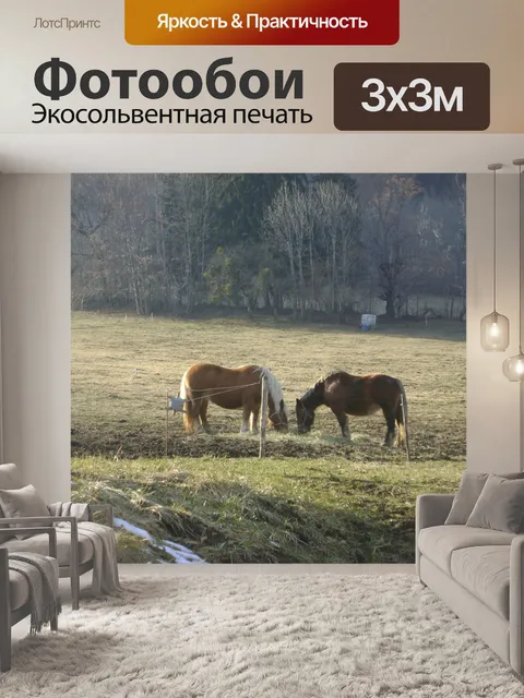Фотообои Лошади