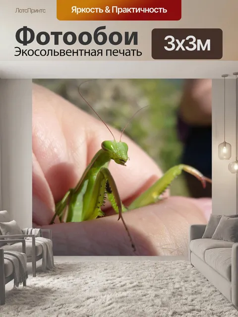 Фотообои Богомол religiosa