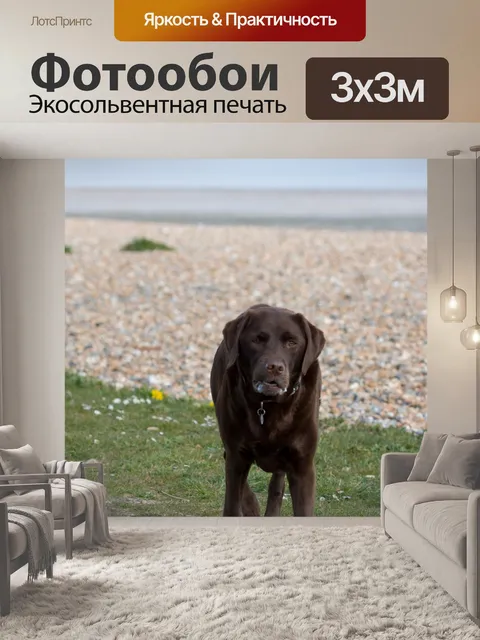 Фотообои Лабрадор собаки