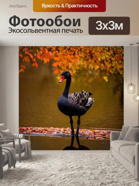 Фотообои черный лебедь, впечатляюще выделяющийся на фоне осенней листвы, отражающейся в пруду