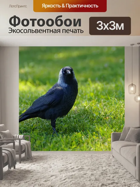 Фотообои Галка