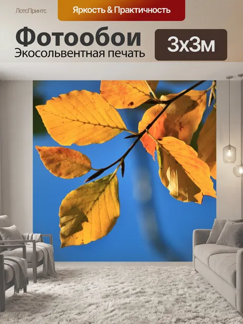 Фотообои Бук