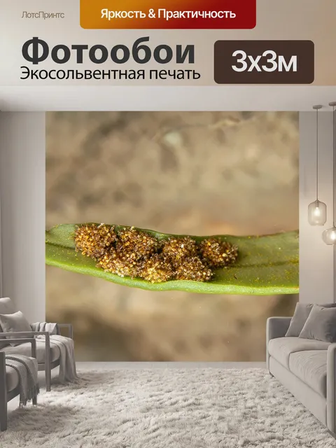 Фотообои Папоротник