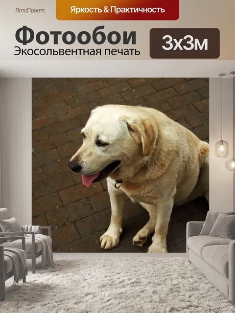 Фотообои вид золотого лабрадора на мощении