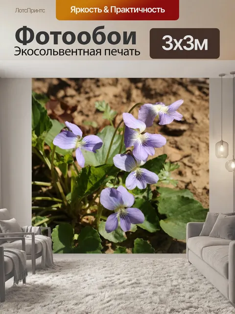 Фотообои Фиолетовая древесина Фиалки в цвету