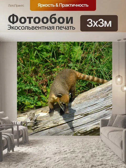 Фотообои Коати