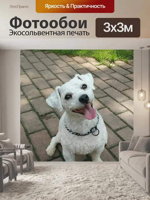 Фотообои Счастливый маленькая собака