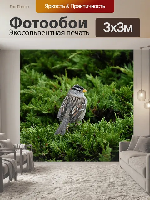 Фотообои Белый-венценосных