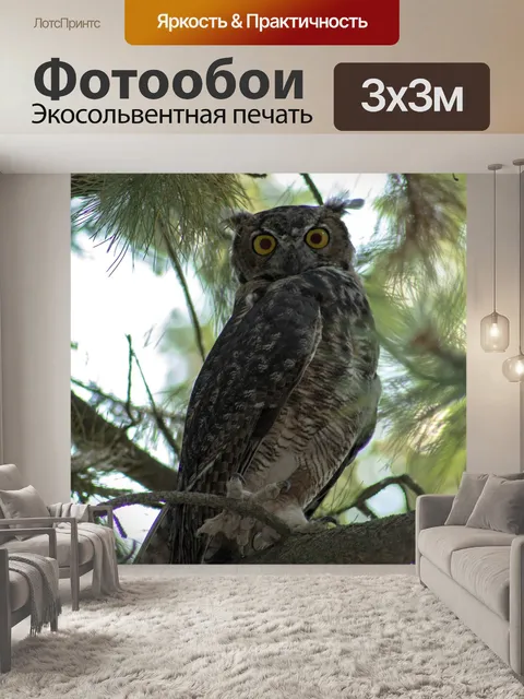 Фотообои Сова