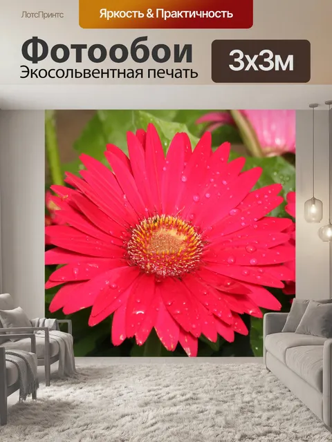 Фотообои Розовая Гербер Дейзи и Капли дождя
