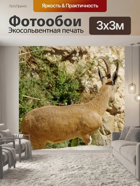 Фотообои Нубийский горный козел поворачивается сп