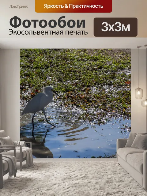Фотообои Снежная Рыбка Эгрет