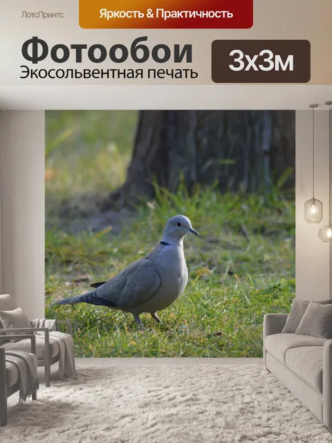 Фотообои Голубь