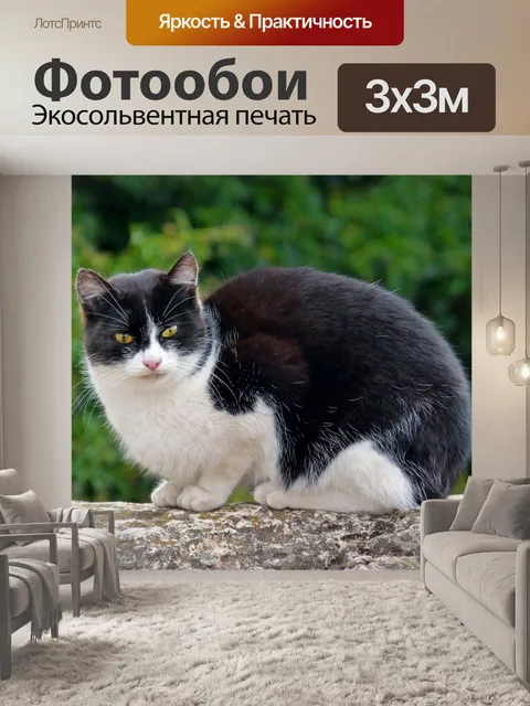 Фотообои Кот