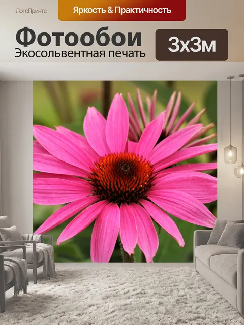 Фотообои Розовый Coneflower крупным планом