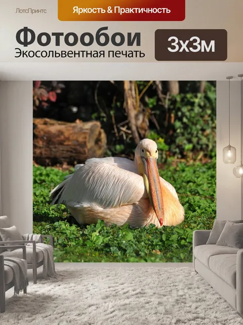 Фотообои Белый пеликан