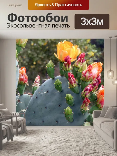 Фотообои оранжевые цветы кактусов